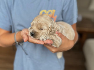 Handsome buff male F1 Cockapoo puppy lovingly held by a young boy for the pups 2 week photo shoot at Chesley Hill Cockapoos NH Cockapoo breeder with Cockapoo puppies for sale to loving families in NH, Boston, Cape Cod, MA, Hartford, CT, Manhattan, Brooklyn, New York City, NY, Newport, RI, NJ, MD, Washington DC, Philadelphia, PA all of New England and the East Coast.