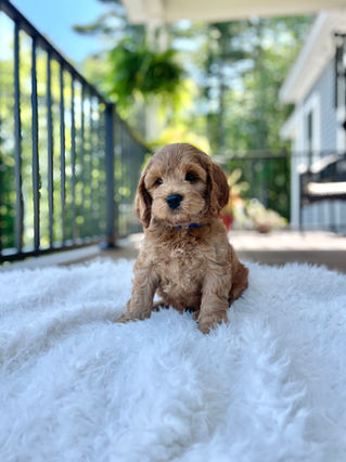 Handsome apricot male Cockapoo puppy posing outside on a sunny summer day on a white faux fur rug for his final photo shoot at Chesley Hill Cockapoos a Cockapoo breeder in New England and just north of Boston.  
Chesley Hill Cockapoos Cockapoo Breeder Boston, Cockapoo Breeder New England.