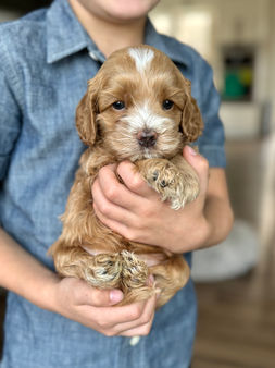 F1 Cockapoo puppy lovingly held by a young boy for the pups 4 weeks photo shoot at Chesley Hill Cockapoos, NH premier Cockapoo puppy breeder with Cockapoo puppies for sale to loving families in Boston, Cape Cod, Massachusetts, Manhattan, Brooklyn, New York City, New York, Newport, Rhode Island, Porstmouth, New Hampshire, Hartford, Connecticut, Maine, Vermont, Philadelphia, PA, Washington DC, Virginia all of New England and the East Coast.