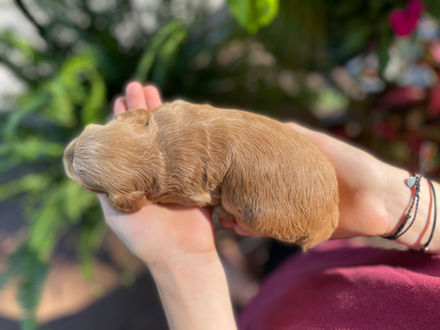 Male Cockapoo puppy lovingly held for his 2 week photo shoot at Chesley Hill Cockapoos, New England Cockapoo breeder providing happy and healthy Cockapoo puppies to families in Boston, Massachusetts, NYC, CT, RI, NH, VT, MD, all of New England and the East Coast.