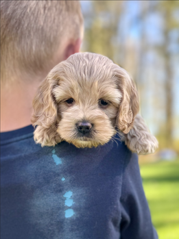 F1 Cockapoo puppy enjoying her outdoor Spring photo shoot in NH while being raised by Chesley Hill Cockapoos, New England Cockapoo breeder with Cockapoo puppies for sale to families in Massachusetts, New York, Connecticut, Rhode Island, Washington DC, Pennsylvania, Maine, Vermont, New Jersey, all of New England and the East Coast.