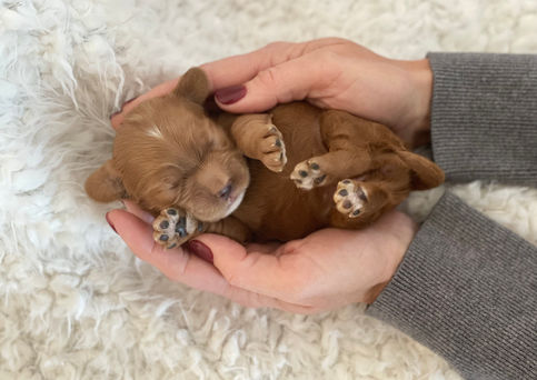 One week old, female apricot with white markings Cockapoo puppy being lovingly held for her first photo shoot.  Pups eyes are still closed and won't open until she's two weeks of age.  She is being raised by Chesley Hill Cockapoos a boutique Cockapoo family breeder located in NH, providing happy and healthy Cockapoo puppies to loving  families in Boston, NYC, all of New England and the East Coast.