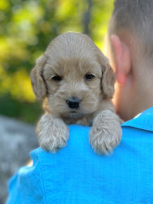 Handsome male F1 Cockapoo puppy lovingly held by a little boy outdoors in NH on a lovely fall day. The pup is being raised by Chesley Hill Cokapoos, New England's premier Cockapoo breeder raising Cockapoo puppies for families in Connecticut, Rhode Island, New York, Maine, New Hampshire, Vermont, Maine, New Jersey, Washington DC, Maryland, all of New England and the East Coast.