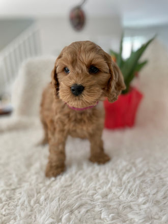 Beautiful apricot famale cockapoo puppy with dark brown eyes and black teddy bear nose, posing oh so cute for her last photo shoot at Chesley Hill Cockapoos a family breeder of Cockapoo puppies located north of Boston, and providing happy and healthy cockapoo puppies to families in New England and the East Coast.