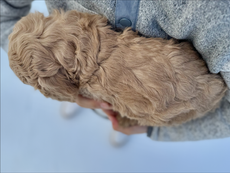 F1b Cockapoo puppy for sale to families in New York, New Hampshire, Vermont, Rhode Island, Connecticut, Massachusetts, New Jersey, Maryland, Washington DC, all of New England and the East Coast.