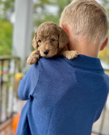 Adorable light apricot F1b Cockapoo puppy lovingly held by a young boy for the pups 4 week photo shoot at Chesley Hill Cockapoos New Hampshire's premier Cockapoo breeder with Cockapoo puppies for sale to families in Boston, Cape Cod, MA, Portsmouth, NH, Hartford, CT, Providence, RI, Manhattan, New York City, Brooklyn, NY, Philadelphia, PA, Washington DC, MD, Burlington, VT, Kittery, ME, Newark, NJ, all of New England and the East Coast.