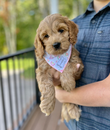 Apple's Pups | Chesleyhillcockapoos | Cockapoo Breeder Boston ...