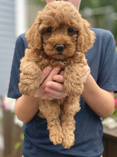 Adorable F1b Cockapoo puppy lovingly raised in NH by Chesley Hill Cockapoos, New England Cockapoo breeder with Cockapoo puppies for sale in New Hampshire, Portsmouth, Massachusetts, Boston, Cape Cod, Burlington, Connecticut, Hartford, Westford, New York, NYC, Manhattan, Brooklyn, NYC, Philadelphia, Pennsylvania, New Jersey, Newark, Rhode Island, Newport, Maine, Vermont, Maryland, Washington DC and all of New England.