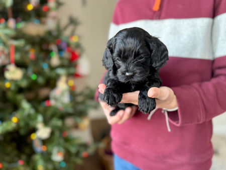 F1 Cockapoo puppy lovingly held by a young boy for the pups 4 weeks photo shoot at Chesley Hill Cockapoos, NH premier Cockapoo puppy breeder with Cockapoo puppies for sale to loving families in Boston, Cape Cod, Massachusetts, Manhattan, Brooklyn, New York City, New York, Newport, Rhode Island, Porstmouth, New Hampshire, Hartford, Connecticut, Maine, Vermont, Philadelphia, PA, Washington DC, Virginia all of New England and the East Coast.