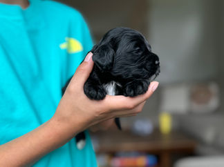Handsome black with white male F1 Cockapoo puppy lovingly held by a young boy for the pups 2 week photo shoot at Chesley Hill Cockapoos NH Cockapoo breeder with Cockapoo puppies for sale to loving families in NH, Boston, Cape Cod, MA, Hartford, CT, Manhattan, Brooklyn, New York City, NY, Newport, RI, NJ, MD, Washington DC, Philadelphia, PA all of New England and the East Coast.