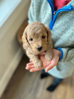 Hansdome male F1b Cockapo puppy for sale by Chesley Hill Cockapoos, New Hampshire's premier Cockapoo breeder with puppies for adoption to loving families in Connecticut, New York, Massachusetts, Rhode Island, New Hampshire, Philadelphia, Washington DC, all of New England and the East Coast.