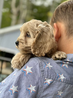Adorable apricot with white markings F1 male Cockapoo puppy lovingly held by a young boy during the puppies final photo shoot at Chesley Hill Cockapoos, Massachusetts premier Cockapoo breeder with Cockapoo puppies for sale to families in NH, ME, VT, CT, RI, NY, NYC, NJ, PA, MD, Washington DC, all of New England and the East Coast.