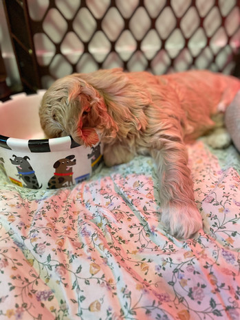 Cockapoo pup snuggled up after a big day of play and a full belly after nursing with momma. The pups are being lovingly raised by Chesley Hill Cockapoos, New England's premier Cockapoo family breeder helping families in NH, MA, VT, CT, RI, NY, ME, VT, Washington DC, MD all of New england and the East Coast find their forever pup.