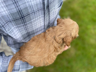 Handsome male Cockapoo puppy lovingly held for his 6 week photo shoot outdoors in NH. He is being lovingly raised by Chesley Hill Cockapoos family breeder of Cockapoo puppies in NH providing happy and healthy Cockapoo puppies to families in NH, MA, RI, CT, NYC, NJ, MD, FL, ME, VT, all of New England and the East Coast.