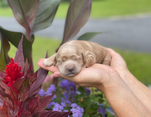 One week old, outdoor summer photo shoot for a litter of Cockapoo puppies being lovingly raised by Chesley Hill Cockapoos a New England based Cockapoo breeder who lovingly raises their Cockapoo puppies for families in NH, ME, VT, Boston, MA, NY, NYC, CT, RI, all of New England and the East Coast.