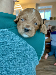 3 week old apricot with white markings female cockapoo puppy being held lovingly by a member of the CHC family for the pups photo shoot at Chesley Hill Cockapoos, a boutique family breeder located in NH providing happy and healthy Cockapoo puppies to loving families in Boston Massachusetts, all of New England and the East Coast.