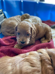 Adorable litter of 4 week old Cockapoo puppies enjoying playtime in a kiddie pool on a sunshine day.  They are being lovingly raised by Chesley Hill Cockapoos a Cockapoo breeder just north of Boston, providing happy and healthy Cockapoo puppies to families in MD, DC, RI, CT, MA, Boston, NYC, NY, VT, ME, NH, all of New England and the East Coast.