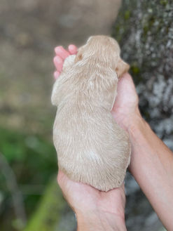 Buff female Cockapoo puppy lovingly held in the hands of the Chesley Hill Cockapoos family, for the pups 2 week photo shoot posed before moss covered trees and granite stone wall.  She is being raised by Chesley Hill Cockapoos in NH, a family breeder of Cockapoo puppies just north of Boston, Massachusetts.