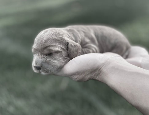 Cockapoo puppy lovingly held in a woman's hands while posed outside at their home in NH. The Cockapoo puppy is being raised by Chesley Hill Cockapoos, NH family breeder of Cockapoo puppies for families in Massachusetts, New York, Connecticut, Rhode Island, Washington DC, Virginia, New Jersey, Maine, New Hampshire, Vermont, all of New England and the East Coast.