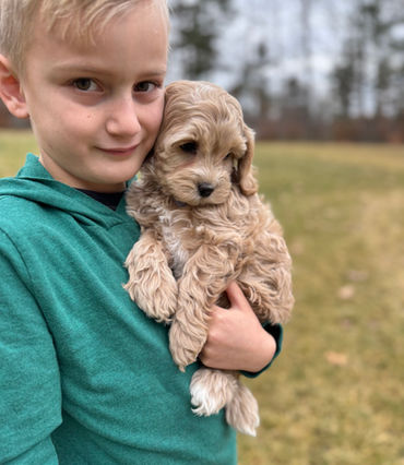 Buff with white markings female Cockapoo puppy lovingly held by a young boy in a green vineyard vines shirt while posing outdoors for the pups last photo shoot at Chesley Hill Cockapoos, New Hampshire Cockapoo breeder with Cockapoo puppies for sale to families in Boston, Cape Cod, Massachusetts, Manhattan, NYC, DUMBO, New York, Newport, Rhode Island, Hartford, Connecticut, Newark, New Jersey, Philadelphia, Pennsylvania, Portsmouth, New Hampshire, Vermont, Maine, Washington DC, Maryland, all of New England and the East Coast.