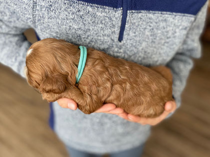 3 week old apricot with white markings male cockapoo puppy being held by a young boy wearing a blue fleece for the pups photo shoot at Chesley Hill Cockapoos, a boutique family breeder located in NH providing happy and healthy Cockapoo puppies to loving families in Boston Massachusetts, all of New England and the East Coast.