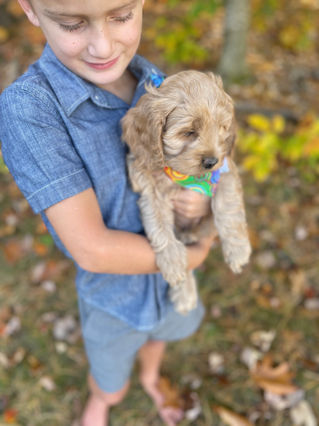 Adorable Cockapoo puppy in the arms of a young boy for the pups final photo shoot at Chesley Hill Cockapoos, New England breeder of Cockapoo puppies for families in Massachusetts, Boston, Cape Cod, New York, Manhattan, Brooklyn, New Jersey, Newark, Connecticut, Hartford, Bridgeport, New Hampshire, Portsmouth, Vermont, Maine, Philadelphia, Washington DC, Maryland, all of New England and the East Coast.