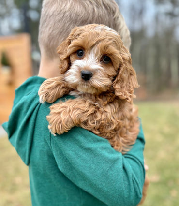 Apricot with white markings female Cockapoo puppy lovingly held by a young boy in a green vineyard vines shirt while posing outdoors for the pups last photo shoot at Chesley Hill Cockapoos, New Hampshire Cockapoo breeder with Cockapoo puppies for sale to families in Boston, Cape Cod, Massachusetts, Manhattan, NYC, DUMBO, New York, Newport, Rhode Island, Hartford, Connecticut, Newark, New Jersey, Philadelphia, Pennsylvania, Portsmouth, New Hampshire, Vermont, Maine, Washington DC, Maryland, all of New England and the East Coast.