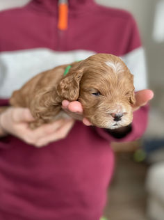 3 week old apricot with white markings male cockapoo puppy being held by a young boy wearing a maroon and grey sweater for the pups photo shoot at Chesley Hill Cockapoos, a boutique family breeder located in NH providing happy and healthy Cockapoo puppies to loving families in Boston Massachusetts, all of New England and the East Coast.