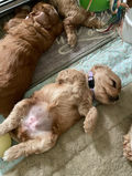 Cockapoo puppies having playtime at Chesley Hill Cockapoos where they are being lovingly raised.  Chesley Hill Cockapoos is a family breeder of Cockapoo puppies located in New England and providing happy and healthy Cockapoo puppies to loving families in Boston, MA, NY, NYC, CT, RI, ME, NH, all of New England and the East Coast.