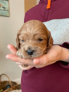 3 week old apricot male cockapoo puppy being held lovingly by a young boy wearing a maroon and grey sweater for the pups photo shoot at Chesley Hill Cockapoos, a boutique family breeder located in NH providing happy and healthy Cockapoo puppies to loving families in Boston Massachusetts, all of New England and the East Coast.