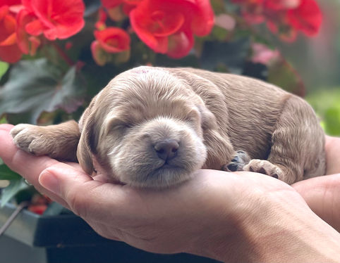 One week old, outdoor summer photo shoot for a litter of Cockapoo puppies being lovingly raised by Chesley Hill Cockapoos a New England based Cockapoo breeder who lovingly raises their Cockapoo puppies for families in NH, ME, VT, Boston, MA, NY, NYC, CT, RI, all of New England and the East Coast.