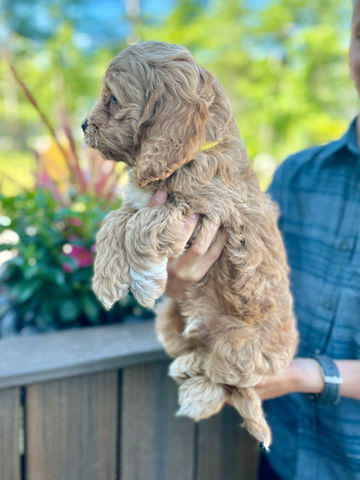 Handsome light apricot with white markings 7 week old male Cockapoo puppy lovingly held by a young boy in a dark grey button up shirt and posed before stunning white and pink flowers and green grass.  He is being lovingly raised by Chesley Hill Cockapoos a family breeder of Cockapoo puppies in New England providing happy and healthy Cockapoo puppies to families in Boston, MA, RI, CT, ME, NH, MD, FL, NC, NJ, all of New England and the East Coast.