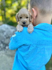 Handsome male F1 Cockapoo puppy lovingly held by a little boy outdoors in NH on a lovely fall day. The pup is being raised by Chesley Hill Cokapoos, New England's premier Cockapoo breeder raising Cockapoo puppies for families in Connecticut, Rhode Island, New York, Maine, New Hampshire, Vermont, Maine, New Jersey, Washington DC, Maryland, all of New England and the East Coast.