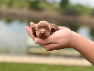 Red and dark apricot female F1b Cockapoo puppy Gherkin lovingly raised by Chesley Hill Cockapoos.