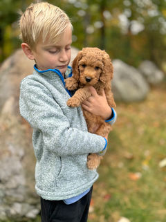 Adorable apricot F1b Cockapoo puppy lovingly held by a young boy on a lovely New England Fall Day for the pups' final photo shoot at Chesley Hill Cockapoos NH Cockapoo breeder with puppies for sale to families in MA, NYC, CT, RI, NH, NJ, VT, ME, MD, Washington DC, all of New England and the East Coast.
