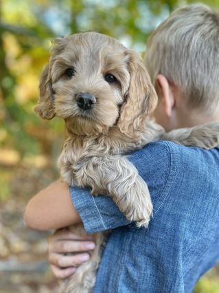 Adorable Cockapoo puppy in the arms of a young boy for the pups final photo shoot at Chesley Hill Cockapoos, New England breeder of Cockapoo puppies for families in Massachusetts, Boston, Cape Cod, New York, Manhattan, Brooklyn, New Jersey, Newark, Connecticut, Hartford, Bridgeport, New Hampshire, Portsmouth, Vermont, Maine, Philadelphia, Washington DC, Maryland, all of New England and the East Coast.
