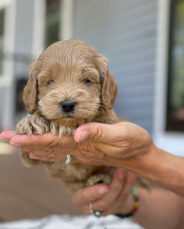 Handsome 4 week old apricot male Cockapoo puppy posed outside on a beautiful sunny day with summer greens as the backdrop.  He is being lovingly raised by Chesley Hill Cockapoos a family breeder of Cockapoo puppies in NH, just north of Boston.  We provide happy and healthy Cockapoo puppies to loving families in Boston, MA, NH, ME, VT, CT, RI, MD, all fo New England and the East Coast.