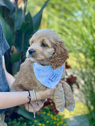 Cockapoo Puppies Massachusetts Chesley Hill Cockapoos