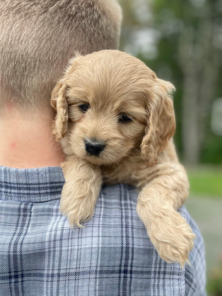 Handsome male Cockapoo puppy lovingly held outside for his 6 week photo shoot at Chesley Hill Cockapoos, family breeder of Cockapoo puppies in New England.
