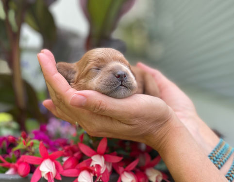 One week old, outdoor summer photo shoot for a litter of Cockapoo puppies being lovingly raised by Chesley Hill Cockapoos a New England based Cockapoo breeder who lovingly raises their Cockapoo puppies for families in NH, ME, VT, Boston, MA, NY, NYC, CT, RI, all of New England and the East Coast.