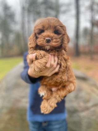 Beautiful 8 week old female Cockapoo puppy lovingly held by a young boy during the pups outdoor photo shoot with backdrop of fallen leaves and moss covered trees. She has been raised as part of the Chesley Hill Cockapoos family, NH Cockapoo breeder providing happy and healthy Cockapoo puppies to families in Boston, MA, Newport, RI, New York City, NY, Bridgeport, CT, Hartford, CT, Portsmouth, NH, Portland, ME, Burlington, VT, Newark, NJ, Washington DC, all of New England and the East Coast.