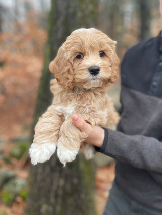 Handsome 8 week old cream with white markings male Cockapoo puppy lovingly held by a young boy during the pups outdoor photo shoot with backdrop of beautiful trees and fallen leaves.  He is being raised by Chesley Hill Cockapoos, New England Cockapoo breeder raising happy and healthy Cockapoo puppies for loving families in NH, MA, RI, CT, NJ, ME, VT, NY, Boston, New York City, Washington DC, all of New England and the East Coast.
