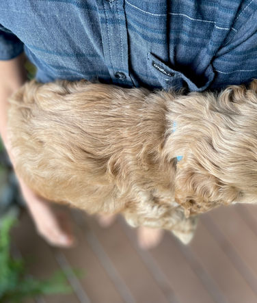 Cockapoo puppy lovingly held for his outdoor photo shoot on a beautiful fall New England day while being raised by Chesley Hill Cockapoos, New England family breeder of Cockapoo puppies just north of Boston.
