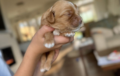 Apricot female Cockapoo puppy lovingly held in a boys hands for the pups first photo shoot at Chesley Hill Cockapoos, New England's premier Cockapoo breeder.   Chesley Hill Cockapoos raises Cockapoo puppies for families in Boston, Massachusetts, Hartford, Connecticut, New York City, Manhattan, Brooklyn, New York, Newport, Rhode Island, Newark, New Jersey,  New Hampshire, Maine, Vermont, Maryland, Washington DC, all of New England and the East Coast.