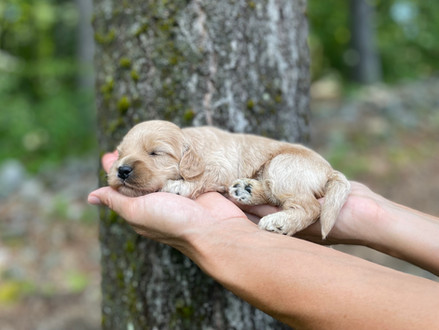 Buff female Cockapoo puppy lovingly held in the hands of the Chesley Hill Cockapoos family, for the pups 2 week photo shoot posed before moss covered trees and granite stone wall. She is being raised by Chesley Hill Cockapoos in NH, a family breeder of Cockapoo puppies just north of Boston, Massachusetts.