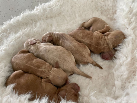 Noel's Summer Pups Have Arrived 🐾❤️