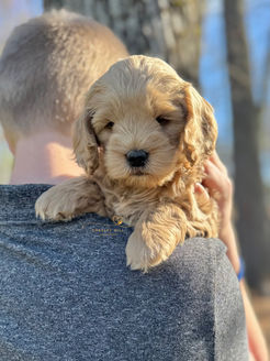 F1 Cockapoo puppy lovingly raised by Chesley Hill Cockapoos Cockapoo breeder New York with Cockapoo puppies for sale to families in FL, GA, TX, SC, NC, VA, MD, NY, NH, MA, CA, OR, UT, all of New England and East Coast to West Coast