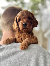 F1b Cockapoo lovingly raised by Chesley Hill Cockapoos Cockapoo breeder New York with Cockapoo puppies for sale to families in Florida, Georgia, California, South Carolina, North Carolina, Maryland, Virginia, Connecticut, Massachusetts, New York, New Hampshire