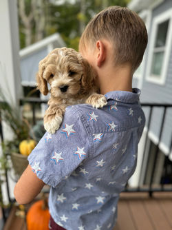 Adorable apricot with white markings F1 male Cockapoo puppy lovingly held by a young boy during the puppies final photo shoot at Chesley Hill Cockapoos, Massachusetts premier Cockapoo breeder with Cockapoo puppies for sale to families in NH, ME, VT, CT, RI, NY, NYC, NJ, PA, MD, Washington DC, all of New England and the East Coast.