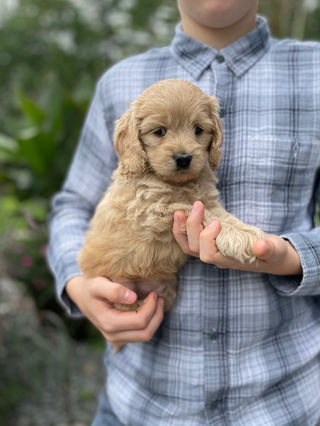 Handsome male Cockapoo puppy lovingly held outside for his 6 week photo shoot at Chesley Hill Cockapoos, family breeder of Cockapoo puppies in New England.
